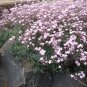 Pink Gypsophila Baby's-breath Cut Flowers 120 Seeds