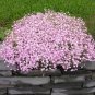 Pink Gypsophila Baby's-breath Cut Flowers 120 Seeds