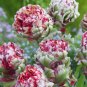 Multifarious Tulip Flowers (Color Mix) 400 Seeds