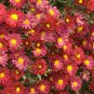 Chrysanthemum Daisy Seeds Flowering Plants 100 Seeds