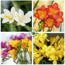 Colorful Freesia Flowers: Mix 240 Seeds