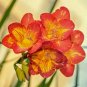 Colorful Freesia Flowers: Mix 240 Seeds
