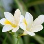 Colorful Freesia Flowers: Mix 240 Seeds