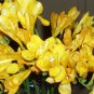 Colorful Freesia Flowers: Mix 240 Seeds