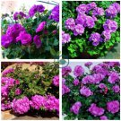 Elegant Purple Univalve Geranium 60 Seeds