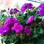 Elegant Purple Univalve Geranium 60 Seeds