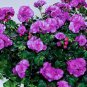 Elegant Purple Univalve Geranium 60 Seeds