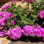 Elegant Purple Univalve Geranium 60 Seeds