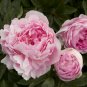'Rou Furong' Pink Tree Peony Flower Organic 10 Seeds