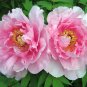 'Rou Furong' Pink Tree Peony Flower Organic 10 Seeds