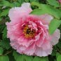 'Rou Furong' Pink Tree Peony Flower Organic 10 Seeds