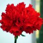Scarlet Red Carnation Flowers 100 Seeds