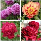 Peony Seeds Orange Red & Purple Blue Double Big Blooms 20 Seeds