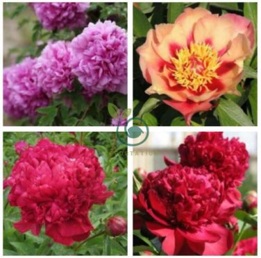 Peony Seeds Orange Red & Purple Blue Double Big Blooms 20 Seeds