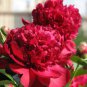 Peony Seeds Orange Red & Purple Blue Double Big Blooms 20 Seeds