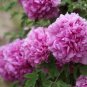 Peony Seeds Orange Red & Purple Blue Double Big Blooms 20 Seeds
