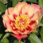 Peony Seeds Orange Red & Purple Blue Double Big Blooms 20 Seeds