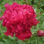 Peony Seeds Orange Red & Purple Blue Double Big Blooms 20 Seeds