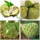 Sugar Apple Sweetsop Custard Apple Fruits  60 Seeds