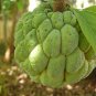Sugar Apple Sweetsop Custard Apple Fruits 200 Seeds
