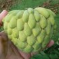 Sugar Apple Sweetsop Custard Apple Fruits 200 Seeds