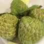 Sugar Apple Sweetsop Custard Apple Fruits 200 Seeds