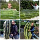 Turkey Giant Cucumber  100 Seeds