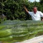 Turkey Giant Cucumber  100 Seeds