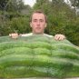Turkey Giant Cucumber 100 Seeds