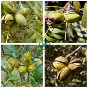 Heirloom American Pecan 20 Seeds