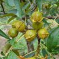 Heirloom American Pecan 20 Seeds