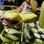 Heirloom American Pecan 20 Seeds