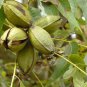 Heirloom American Pecan 20 Seeds