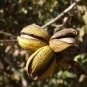 Heirloom American Pecan 20 Seeds