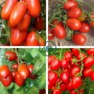 'OX Horn' Long Red Green Tomato Organic 40 Seeds