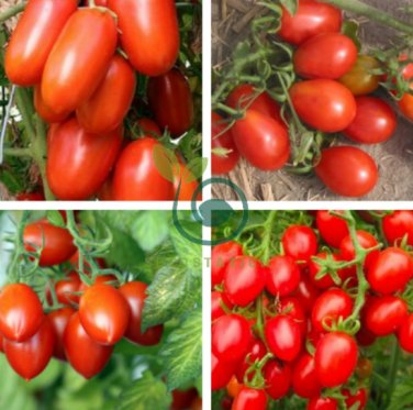 'OX Horn' Long Red Green Tomato Organic 40 Seeds