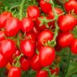'OX Horn' Long Red Green Tomato Organic 40 Seeds