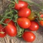 'OX Horn' Long Red Green Tomato Organic 40 Seeds