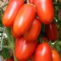 'OX Horn' Long Red Green Tomato Organic 40 Seeds