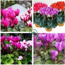 Cyclamen Purplish Red Light Purple Rose Red Rose Purple Mixed 4 Types  10 Seeds