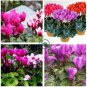 Cyclamen Purplish Red Light Purple Rose Red Rose Purple Mixed 4 Types  10 Seeds