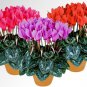 Cyclamen Purplish Red Light Purple Rose Red Rose Purple Mixed 4 Types  10 Seeds