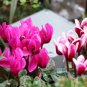 Cyclamen Purplish Red Light Purple Rose Red Rose Purple Mixed 4 Types  10 Seeds