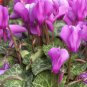 Cyclamen Purplish Red Light Purple Rose Red Rose Purple Mixed 4 Types 10 Seeds