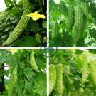 Bitter Melon Balsam Pear Fruit 12 Seeds
