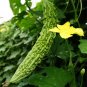 Bitter Melon Balsam Pear Fruit 12 Seeds