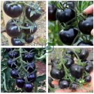 Heirloom Middle Black 'Pearl' Tomato Organic 50 Seeds