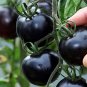 Heirloom Middle Black 'Pearl' Tomato Organic 50 Seeds