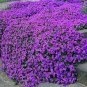 Genuine Purple Aubrieta Flower 500 Seeds