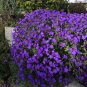 Genuine Purple Aubrieta Flower 500 Seeds